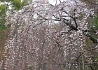 2008-03-30- KYOTO-P1010492